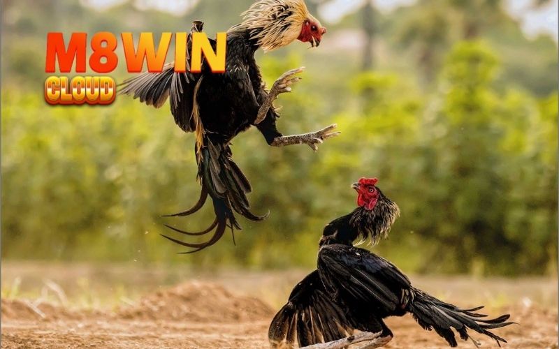 Đá gà cựa dao: Luật chơi và những điều cần biết cho người mới 2 đá gà cựa dao